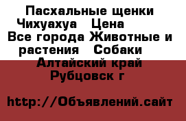 Пасхальные щенки Чихуахуа › Цена ­ 400 - Все города Животные и растения » Собаки   . Алтайский край,Рубцовск г.